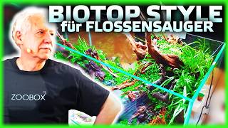 Flossensauger Aquarium einrichten – Biotop Style [upl. by Meade]