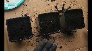 GERMINATING VEGETABLE SEEDS USING GROW LIGHTS summerplants vegetables viral youtuber [upl. by Gosnell]