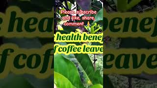 coffeebeanleaf  NasimaZamanChowdhury viral goneviral plants coffeeleaf agriculture nature [upl. by Chastity537]