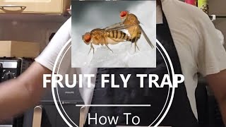 Fruit Fly Trap Tutorial kitchen lifehack diy [upl. by Lohner]