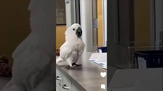 Cockatoo is singing lovely Birdsandanimalsfun birds cockatoo singing shorts youtubeshorts [upl. by Harihs]