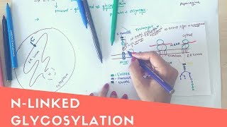 N LINKED GLYCOSYLATION [upl. by Federica]