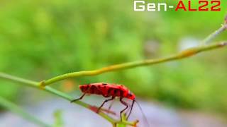 MACRO VIDEOGRAPHY INSECT LYGAEIDAE [upl. by Alidus]