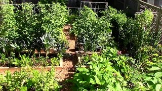 How to Grow a lot of Food in a Small Garden  9 EZ tips [upl. by Dallas]