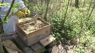 Hives visit 060517 [upl. by Jankell]