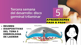 TEMA 5 EMBRIOLOGIA TERCERA SEMANA DEL DESARROLLO DISCO GERMINAL TRILAMINAR [upl. by Zena]