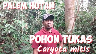 POHON TUKAS Caryota mitis PALEM HUTAN BANYAK TUMBUH DI HUTAN ALAM TROPIS [upl. by Farrel922]