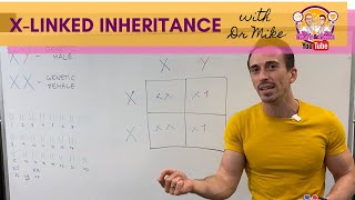 Xlinked Inheritance and Punnett Squares [upl. by Etteinotna48]