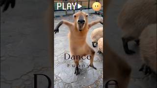 Dancing Animals funny animals cute [upl. by Costin]