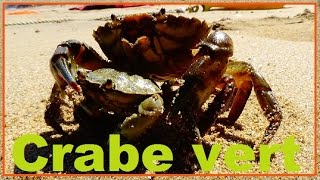 Carcinus maenas  Linnaeus 1758  Carcinidae  Crabe vert crabe enragé  26072016 [upl. by Obbard]