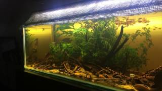 Lampeye killifish biotope [upl. by Nnel241]