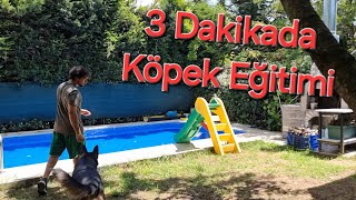 3 DAKİKADA KÖPEK EĞİTİMİ [upl. by Neelrad499]