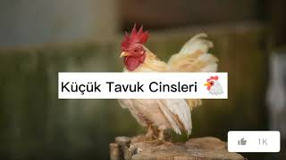 Küçük Tavuk Cinsleri [upl. by Chemosh582]