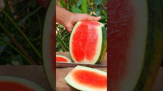 Satisfying Watermelon ASMR  Asmr Cutting [upl. by Blus]