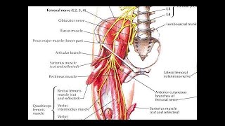 How to stretch the pectineus muscle correctly Treatment for groin tightness femoralgia pubalgia [upl. by Zosima]