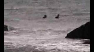 Surfers at Goosewing Beach Little Compton RI [upl. by Hylan]