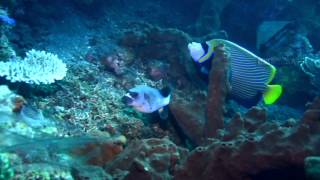 Diving Drop Off Tulamben Bali Indonesia [upl. by Harriett]