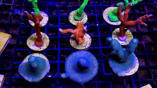 Frag Pack  Montipora Digitata [upl. by Latrena]