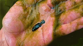 Collecting Elassoma evergladei Everglades Pygmy Sunfish ᴴᴰ [upl. by Aralc]