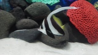 Marine fish tank heniochus butterfly fish [upl. by Sawtelle]