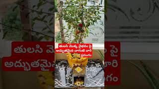 తులసి మొక్క వైభవం పై అద్భుతమైన చాగంటి వారి ప్రసంగం chagantispeech ప్రవచనములుhindufestival [upl. by Ayalahs870]