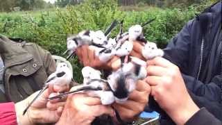 Longed tailedtit Aegithalos caudatus Stjärtmes [upl. by Petigny]