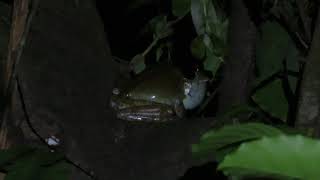 Grenouille arboricole nocturne de Guyane [upl. by Vashti]