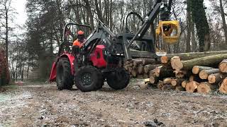 Holzernte im Erlenbruch  Waldarbeit bei Frost [upl. by Rothmuller]