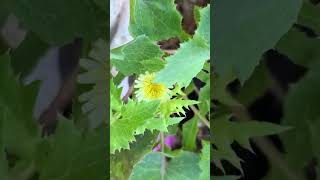 Common sowthistle edible invasive plant in Playa del Carmen Mexico weed garden gardening salad [upl. by Nitsud]