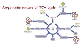 TCA Cycle Lecture 3 Amphibolic Nature of TCA cycle [upl. by Selda]