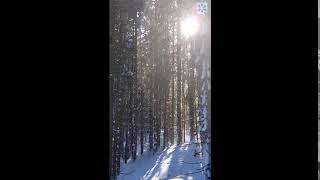 Regen im Wald Davos Laret 24012018 [upl. by Basham]