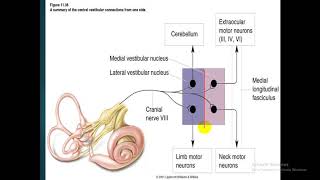 Vestibular system  dr Atef  Vestibular Nucleus فسيولوجي [upl. by Melburn884]