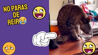 👉Los Mejores Videos De GATOS Graciosos [upl. by Norok]