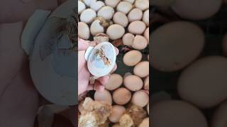 Opening egg to save stuck chick chicks [upl. by Nyllewell137]