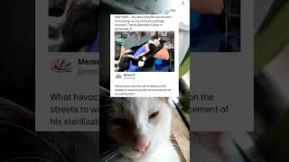 Ollie reacts to craze memes  memes cat shorts [upl. by Neneek]