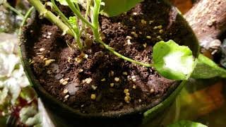 Eradicate Soil Gnats In Potted Plants Cheap Easy And Safely [upl. by Laurita]