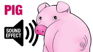 Pig Sound Effect  Oink [upl. by Vescuso57]