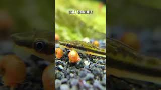 Otocinclus Catfish Are Shrimp Safe Fish 🐟 shorts [upl. by Krenek]