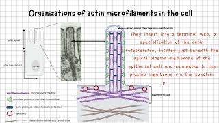 Actin Microfilaments Explained Structure Functions and Roles in the Cell [upl. by Nagn]