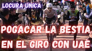 POGACAR CON UAE METEN MUCHO MIEDO PARA EL GIRO EL MAXIMO FAVORITO [upl. by Harret]