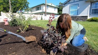 Landscape Makeover Pt 5 Looking at Rocks and Planting More Shrubs 🌿 Garden Answer [upl. by Acirehs]