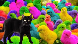 World Cute Chickens Colorful ChickensCute Animals Rainbows Chickens Cute Ducks Cat Rabbits [upl. by Tur]