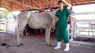 Medicina Veterinária  Trabalho da Disciplina de Semiologia Animal [upl. by Selij]