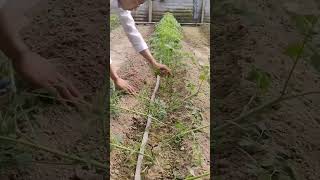 Highest Yield Tomato Farming agriculture farming shortsvideo shorts shortsfeed viralvideo [upl. by Yoj613]