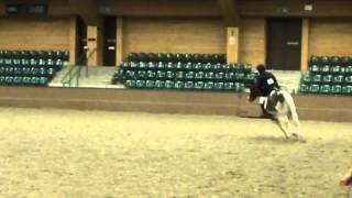 Gleneagles Equestrian Centre  Combined Training 90cm Showjumping section [upl. by Ragland]