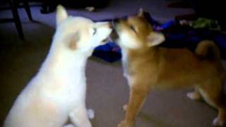 3 MonthOld Shiba Inu ScreamOff [upl. by Kreis]