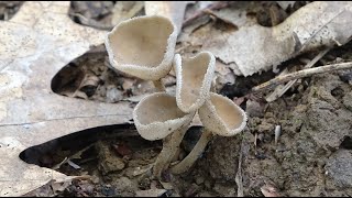 Helvella macropus  Helvella de pie largo  Felt Saddle [upl. by Wernsman]