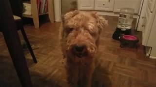 Maggie the Welsh Terrier barking [upl. by Bel]