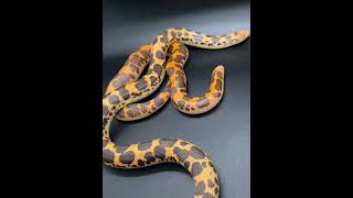 Dodoma Kenyan sand boas explorepage sandboa reptiles [upl. by Ranique]