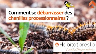 Comment se débarrasser des chenilles processionnaires [upl. by Ynohtnaleahcim203]